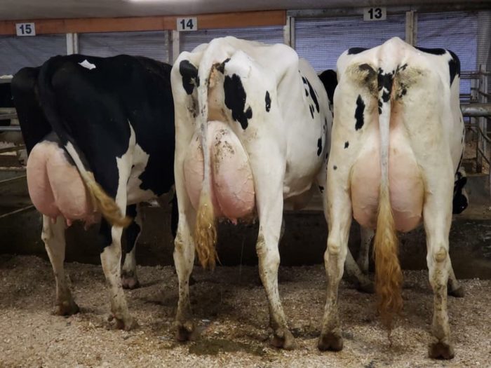 Previous Auctions Walker Dairy Sales