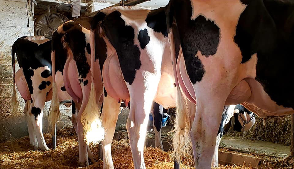 Walker dairy sales Online Auction Friday May29-2020