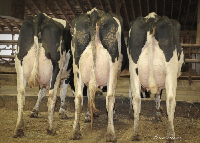 Previous Auctions Walker Dairy Sales