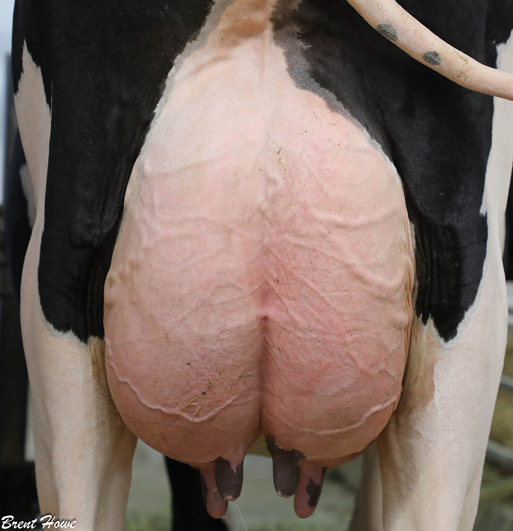 SAT, MAY 17, 2025 – Trent Valley Holsteins Dispersal!