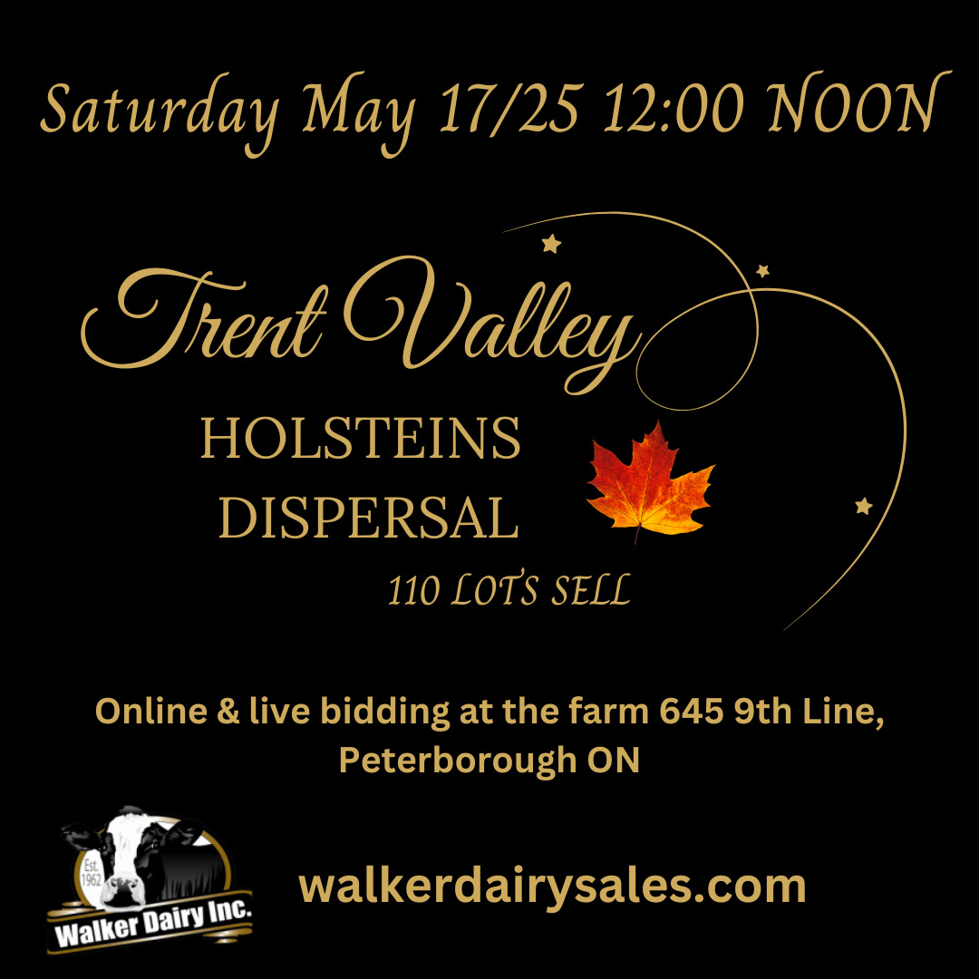 Trent Valley Holsteins Dispersal Saturday May 17/25 walker dairy sales